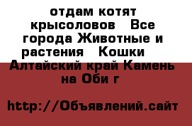 отдам котят крысоловов - Все города Животные и растения » Кошки   . Алтайский край,Камень-на-Оби г.